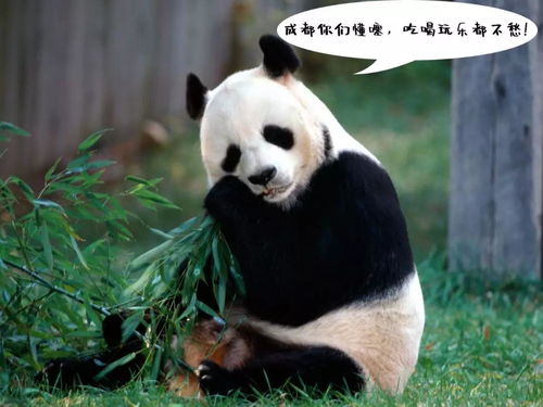 熊猫之窗设计方案图片 熊猫之窗设计方案 