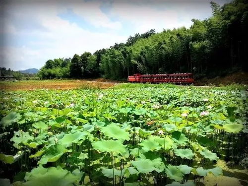 乡村水域景观设计方案模板，打造美丽乡村水域风光