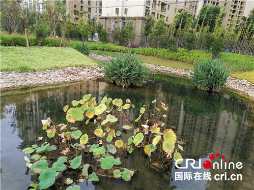 水体修复设计图片大全——探索生态恢复的美丽实践