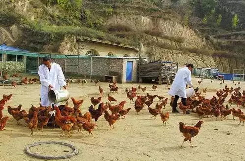 散养肉鸡场设计图片，打造高效、环保的养殖空间布局方案探索与实践案例分析报告书（标题）