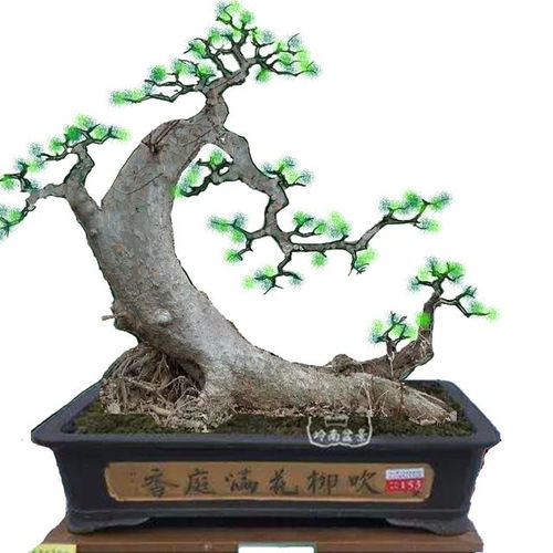 榆树设计图片