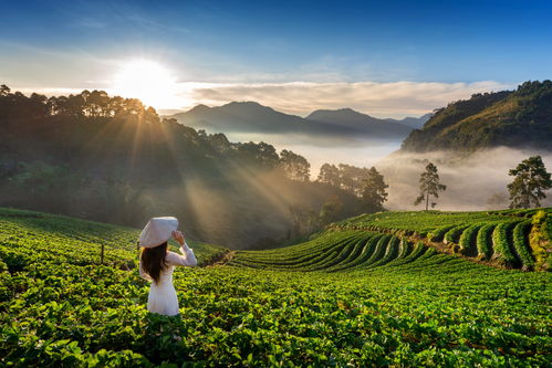 茶山设计图片