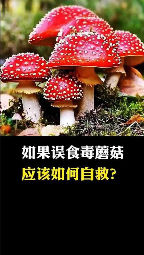 男子采食超致死量5倍毒蘑菇被救回