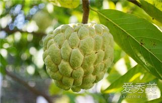 湖南一学校买1万多公斤荔枝给师生(学校荔枝能吃吗)